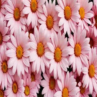 iphone wallpaper flowers