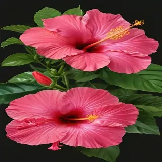 hibiscus flower png