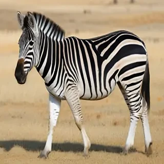 zebra png