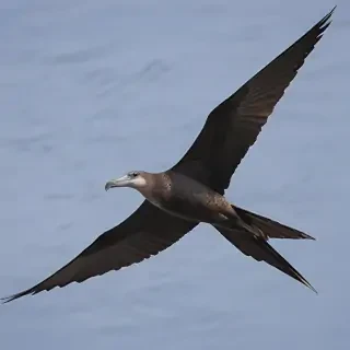 frigate bird