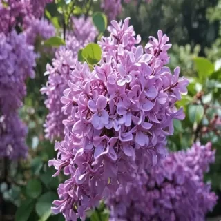 lilac iphone wallpaper