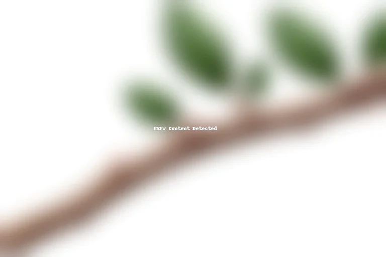 tree branch png