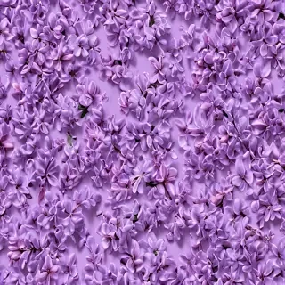 lilac background