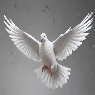 dove png