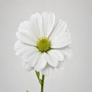 white flower transparent background