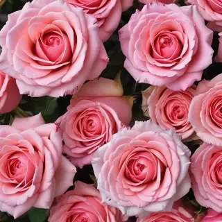 pink roses wallpaper iphone