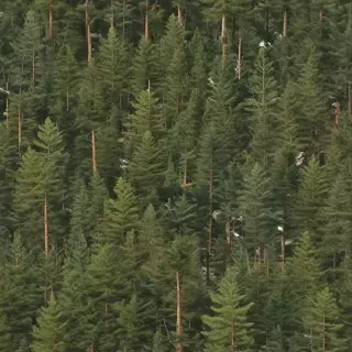 pine trees transparent background