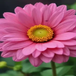 flower wallpaper iphone