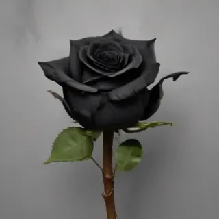 black roses png