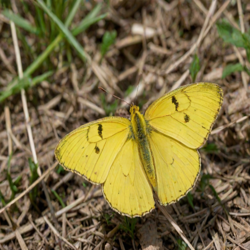 yellow butterfly