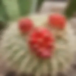 cactus fruit