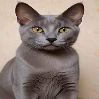 korat cat breed