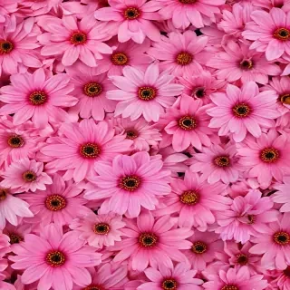 pink flower background