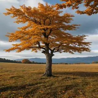 autumn tree png