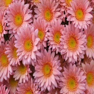 chrysanthemum png