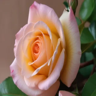 rose wallpapers