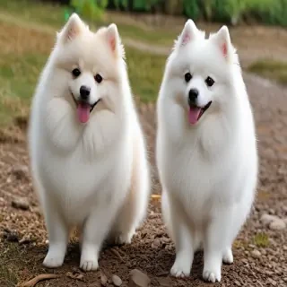 japanese spitz dog breed