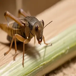 cricket insect