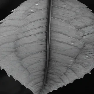 leaf in black and white