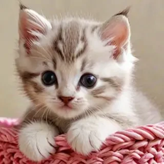 cute kitten wallpaper