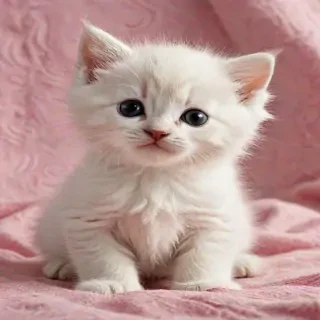 kitten wallpapers