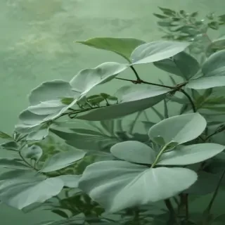 sage green background aesthetic