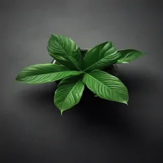 plant wallpaper iphone