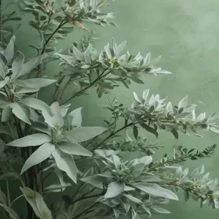 sage green background aesthetic