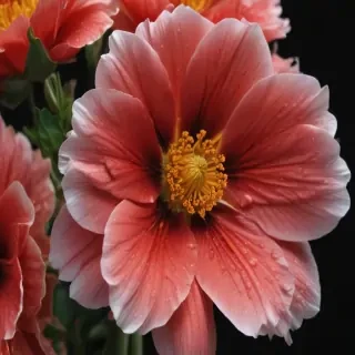 flower black background