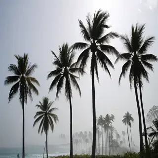 transparent palm trees