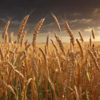 wheat png