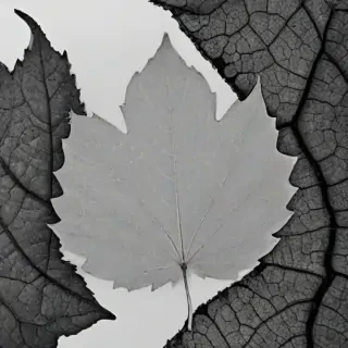 leaf images black and white
