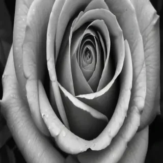 rose drawing black and white
