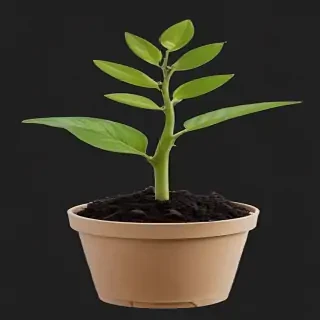 seedling png