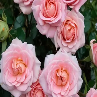 roses in background