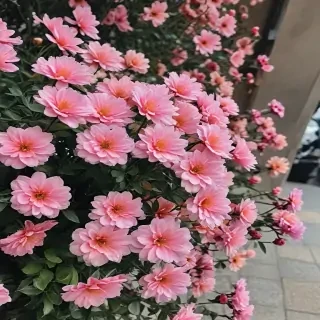 flowers aesthetic