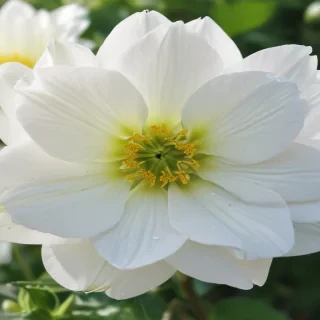 white flower wallpaper