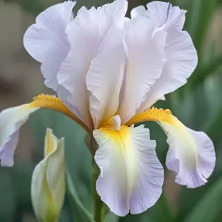 iris flower