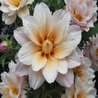 pictures of flowers drawing