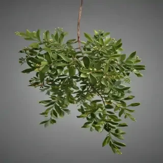 mistletoe png