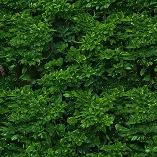 nature wallpaper