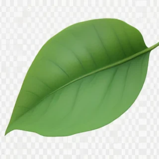 green leaf png