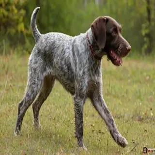 german wirehaired pointer
