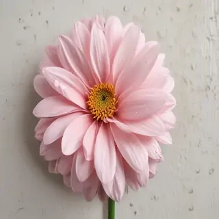 beautiful penic