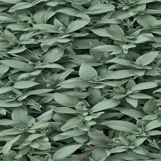 sage green aesthetic