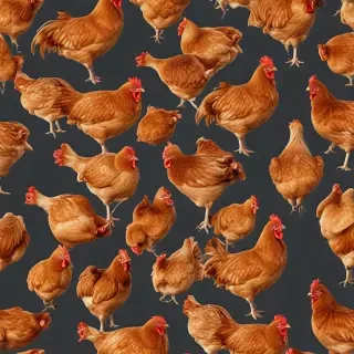 chicken transparent background
