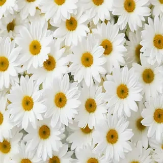 white flowers on white background