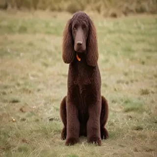 irish water spaniel