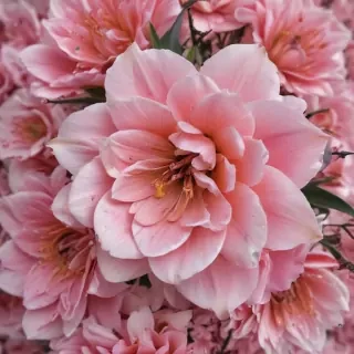 flower aesthetic