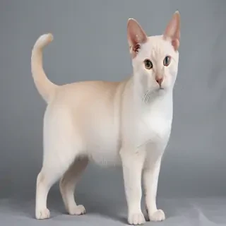 colorpoint shorthair breed
